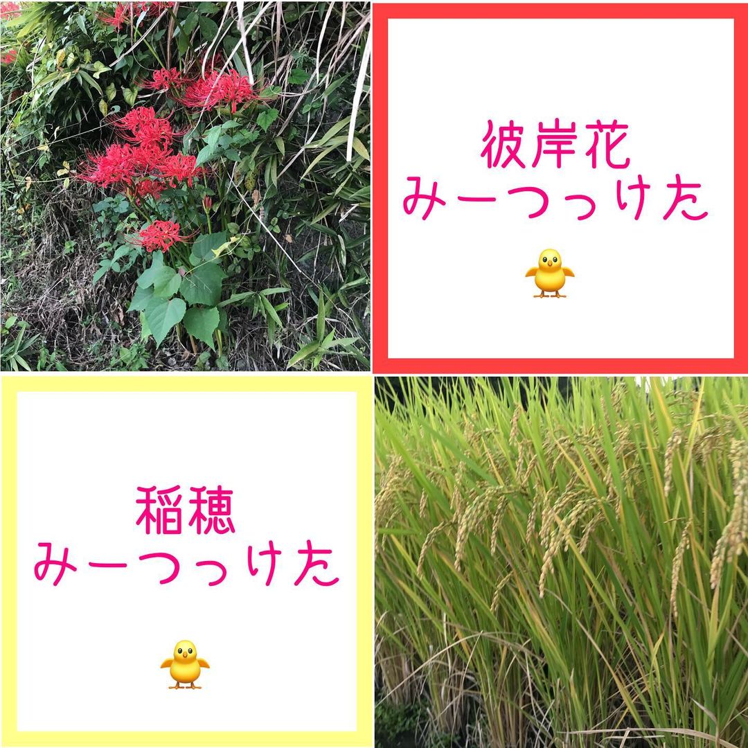 うめピィ「彼岸花に稲穂、みーつっけた！」