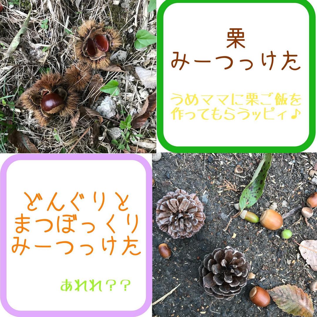 うめピィ「栗、みーつっけた！うめママに栗ごはんを作ってもらうッピィ♪」